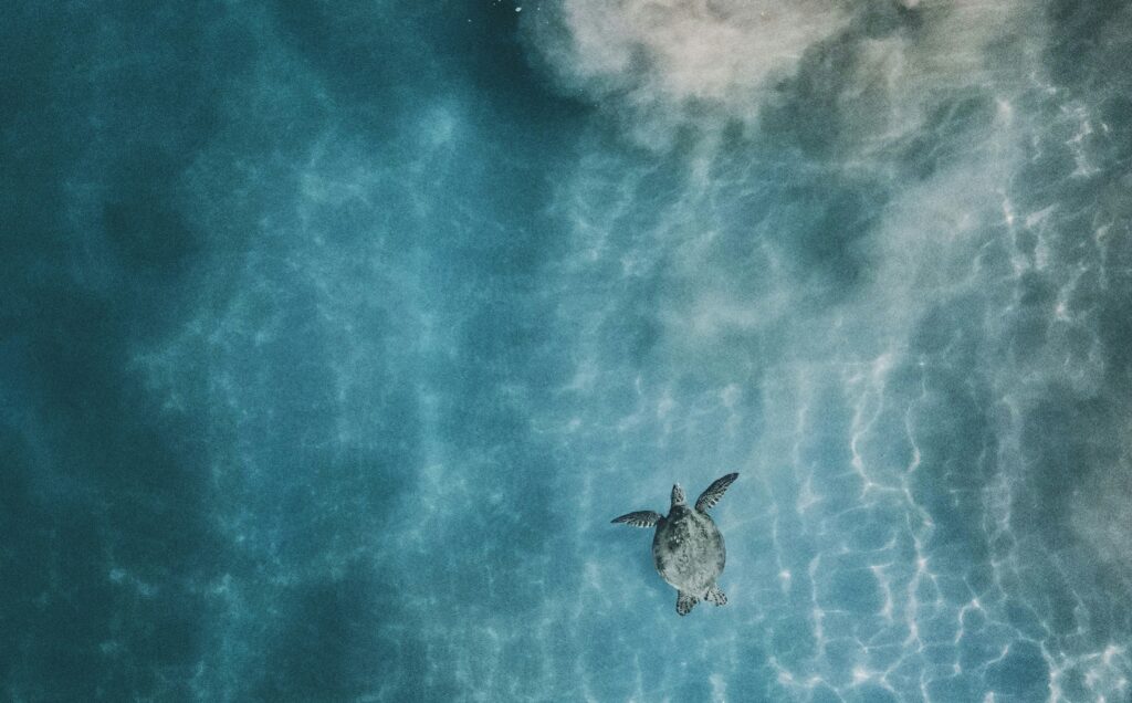 sea turtle
